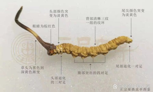 复方仙鹤草胶囊 哪里能买到网复方仙鹤草肠炎胶囊吃多久为宜知识网站,分享复方仙鹤草肠炎胶囊大全